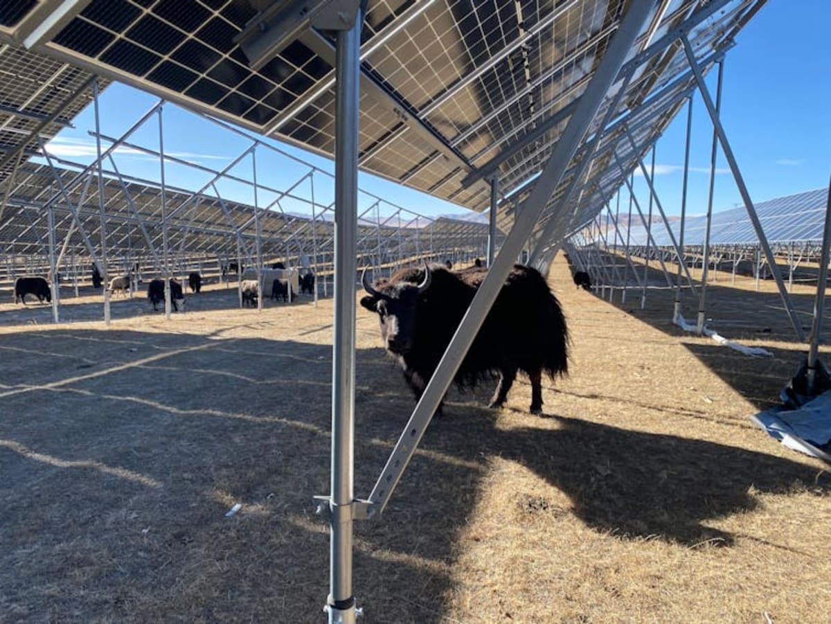 Tibetan Herders Adapt as Solar Farms Transform Ancient Land - Image 2