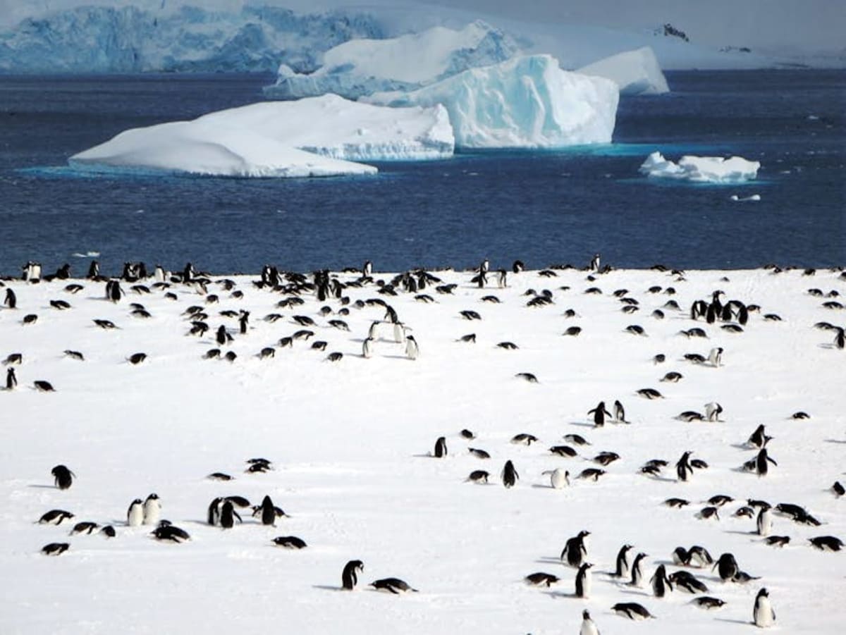 Scientists Find 4 Penguin Species Hiding as One - Image 3
