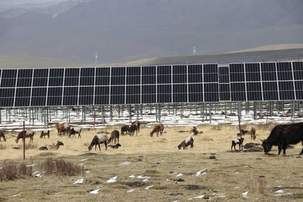 Tibetan Herders Adapt as Solar Farms Transform Ancient Land - Image 5