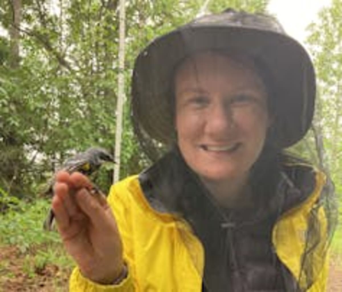 Tiny Backpacks Reveal Alaska Warblers' 6,800-Mile Journey - Image 2