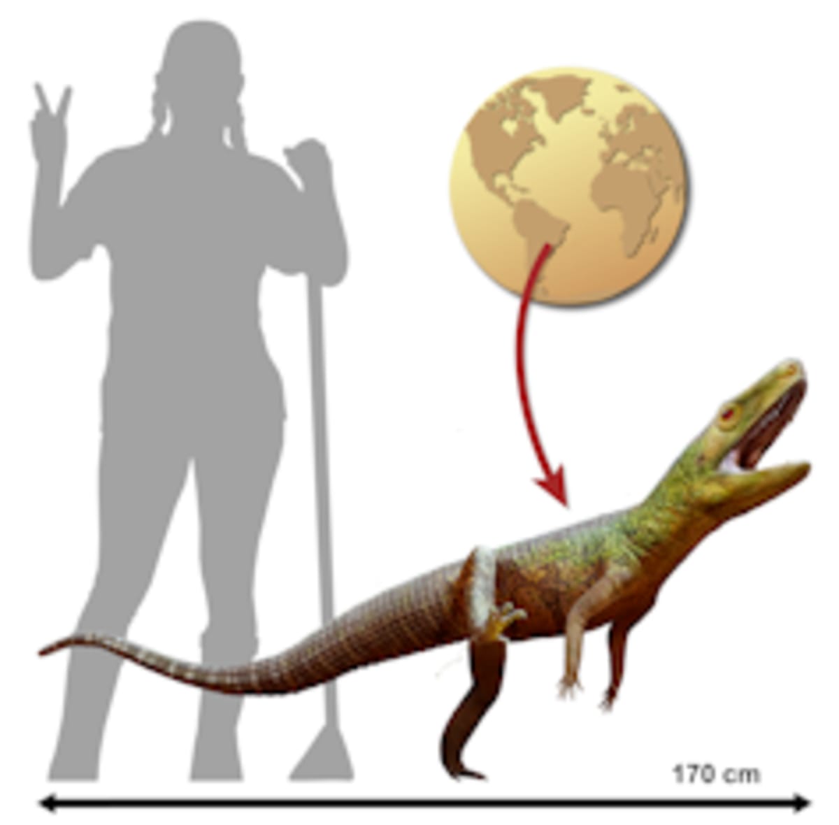 Brazil Fossil Fills 240-Million-Year Gap in Dino History - Image 2