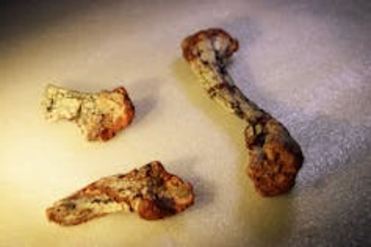 Brazil Fossil Fills 240-Million-Year Gap in Dino History - Image 3