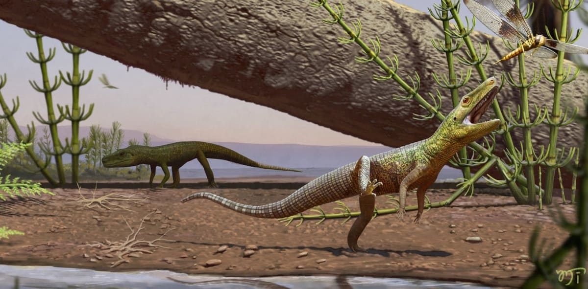 Artistic illustration of Silescelida acristata, a small prehistoric reptile walking on four legs in ancient Brazil