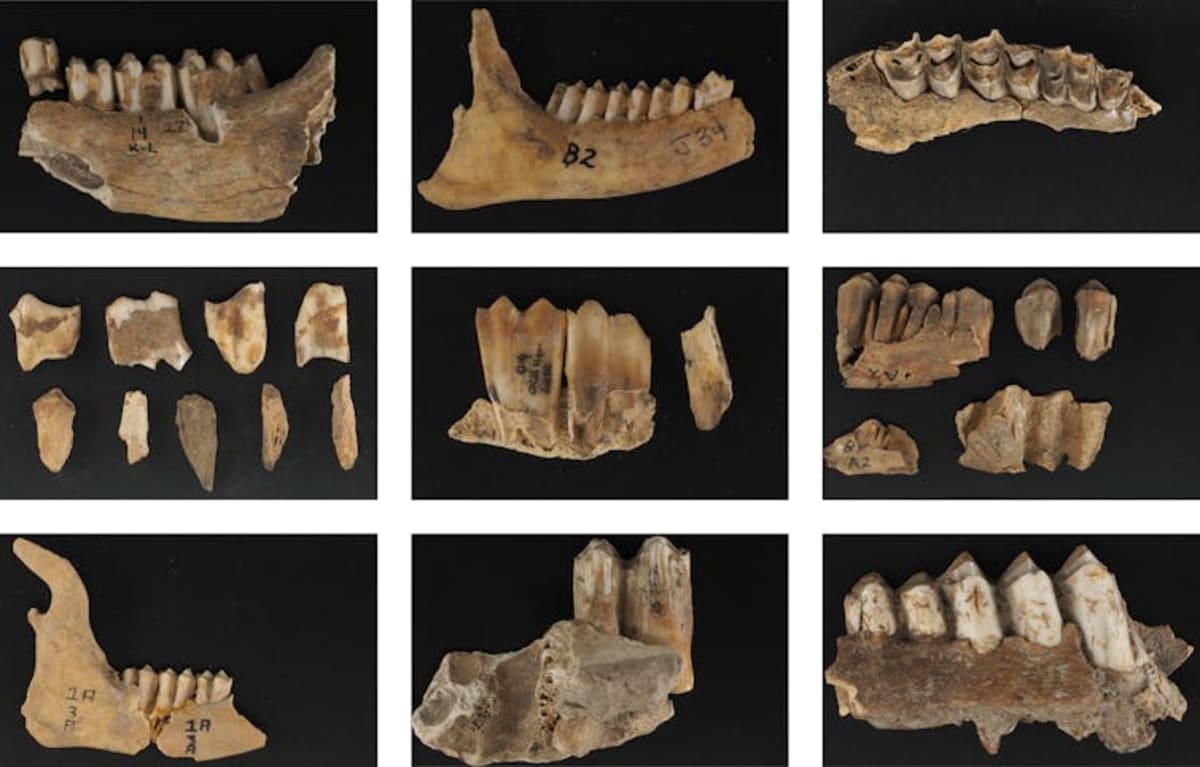 Scientists Extract 50,000-Year-Old DNA from African Fossils - Image 2