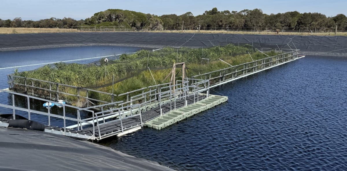 Floating platform covered with native reeds and rushes on wastewater treatment lagoon in Victoria Australia