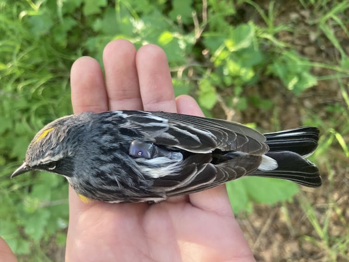 Tiny Backpacks Reveal Alaska Warblers' 6,800-Mile Journey - Image 3