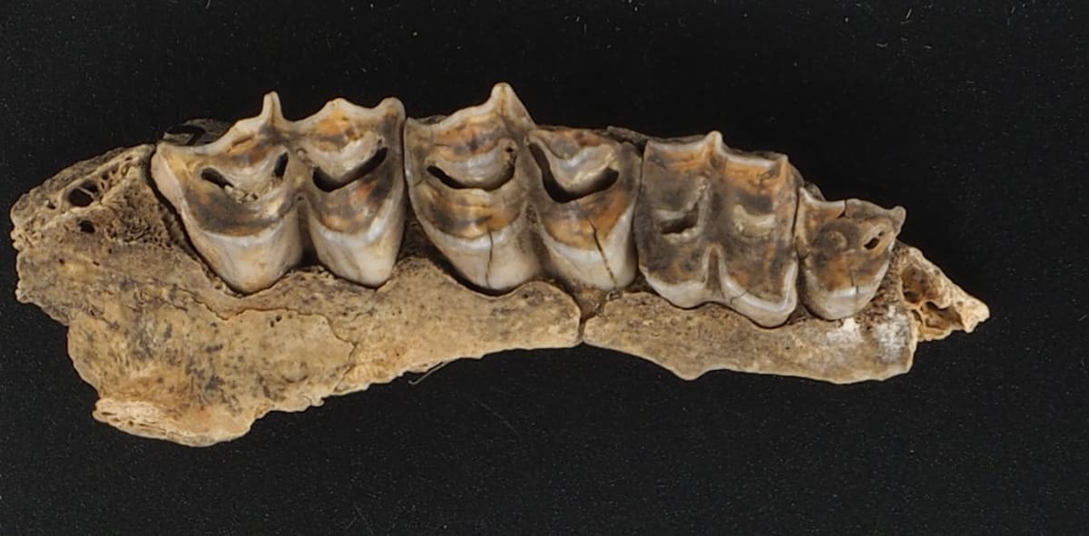 Ancient grey rhebok fossil teeth from South African cave excavation site used for DNA extraction