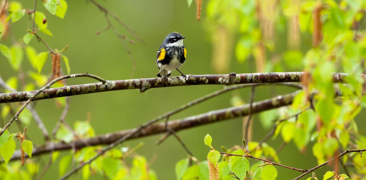 Researcher holding small yellow and black warbler wearing miniature tracking backpack device