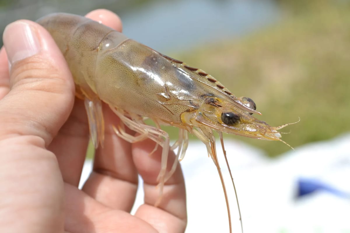 Norway's Seafood Industry Helps Remove 80 Tons of Plastic - Image 3
