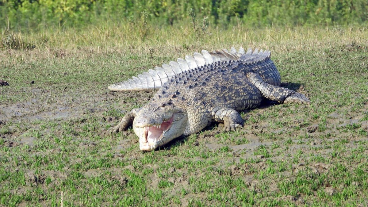 India's Crocodile Population Soars to 1,858 in Odisha Park