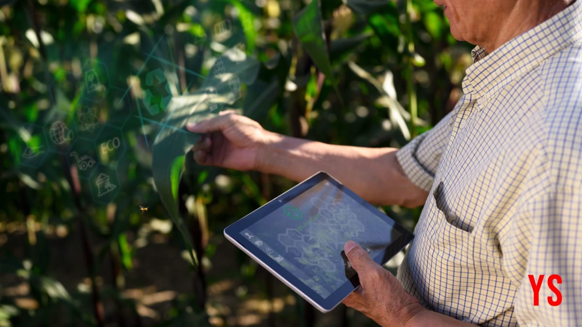 Indian farmer examining crops in field while using smartphone for digital farm record tracking system