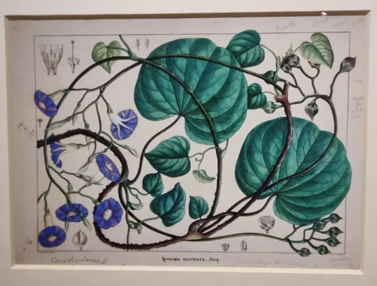 Bengaluru Museum Celebrates Unsung Artists Behind Colonial Art - Image 3
