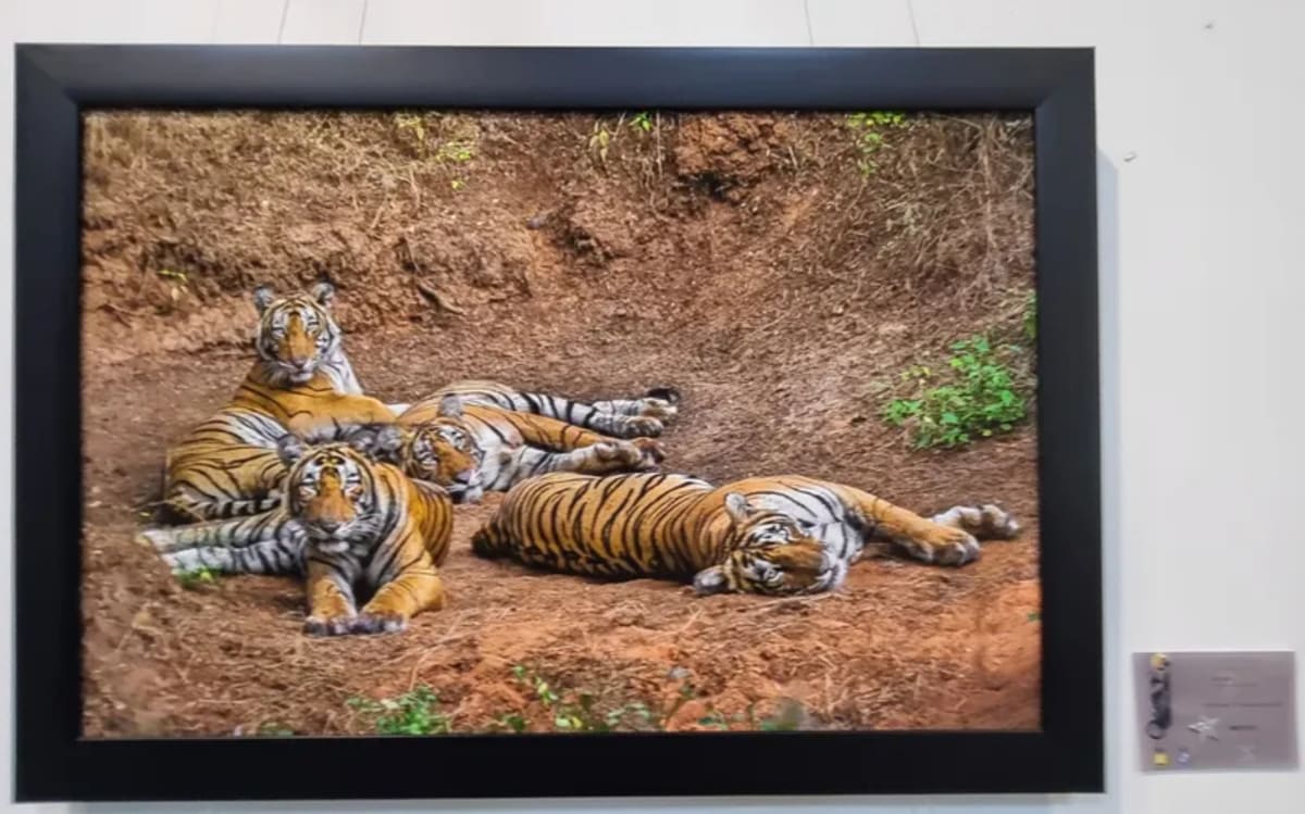 Bengaluru Photographers Unite 1,500 for Wildlife Exhibit - Image 3