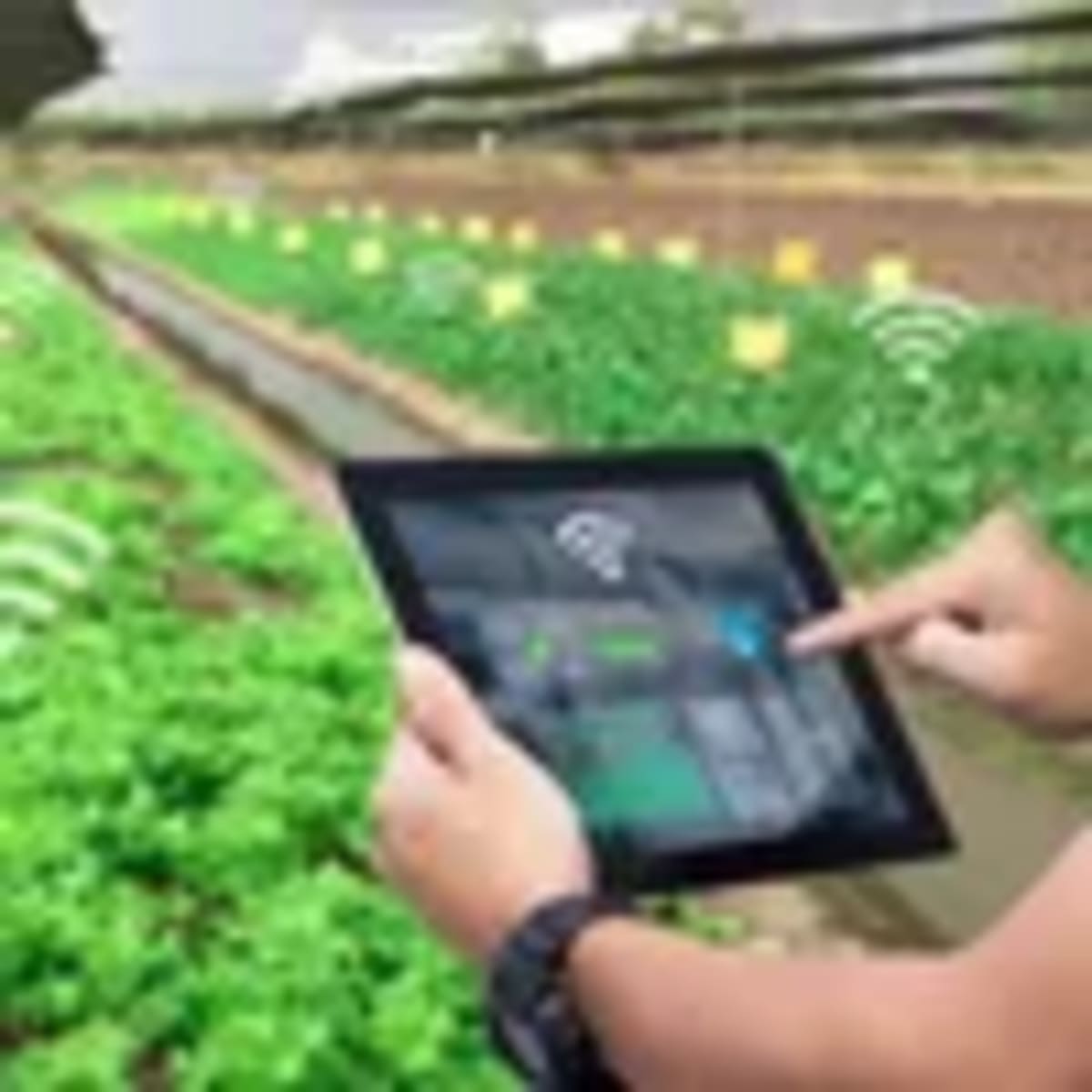 Students Build Laser Robot That Zaps Weeds for Farmers - Image 3