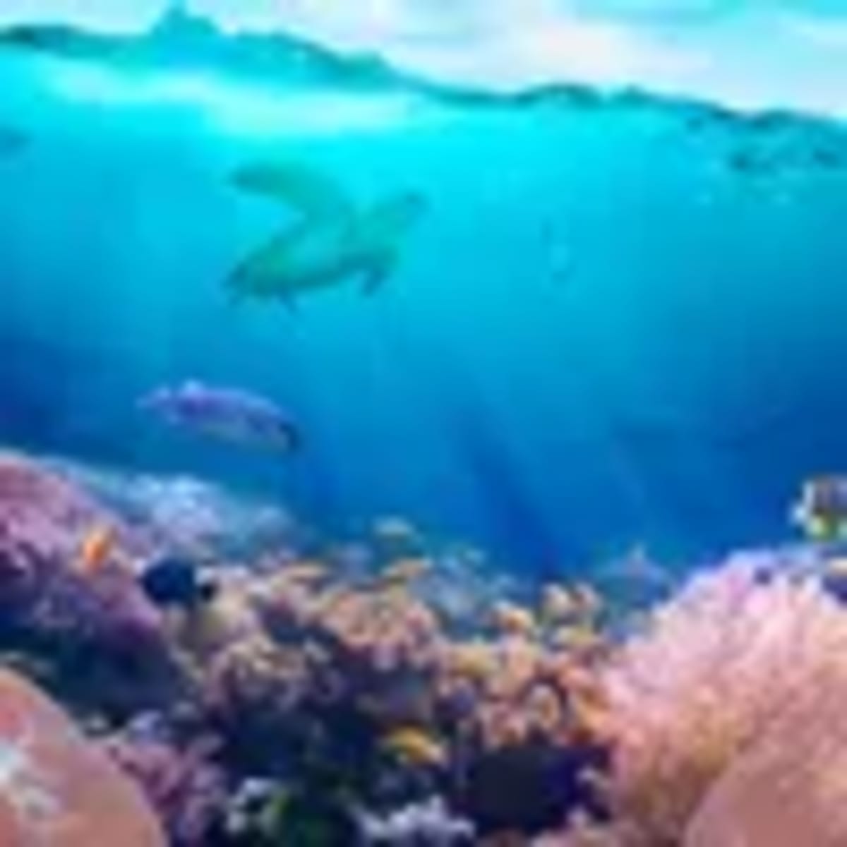 Indian Startup Wins $8M Navy Deal for Underwater Robots - Image 3