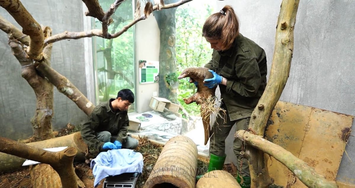 Vietnam Park Turns Wildlife Rescue into Conservation Tourism - Image 2