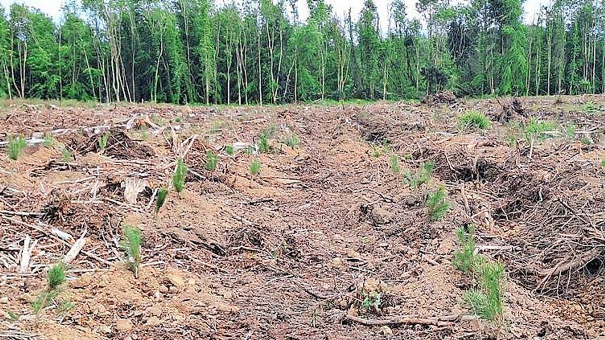 Irish Farmers Get Free Help Replanting Storm-Hit Forests
