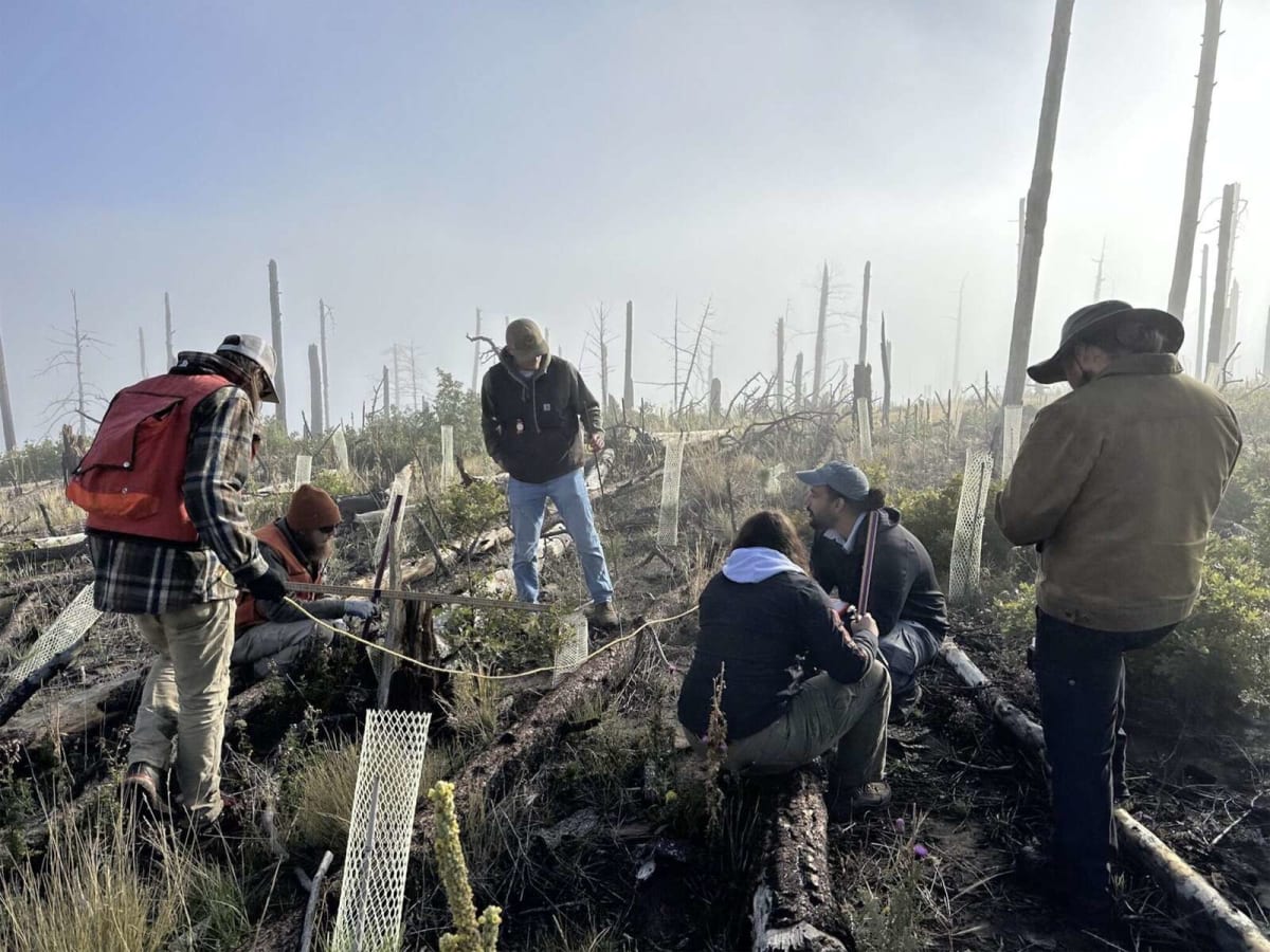 New Mexico Builds 155K Sq Ft Greenhouse to Replant Forests - Image 3