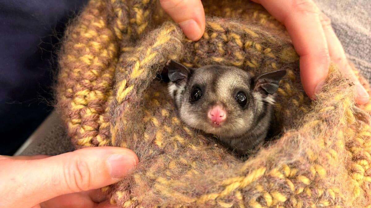 Australia's Mobile Wildlife Hospital Treats 12,000 Animals - Image 2