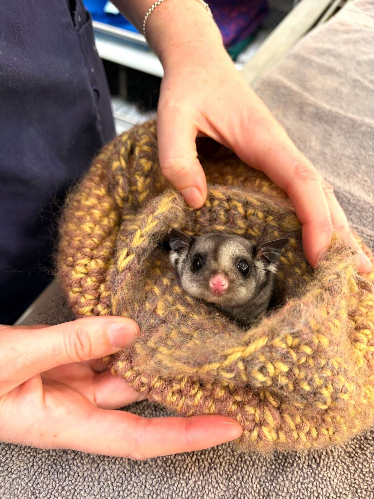 Australia's Mobile Wildlife Hospital Treats 12,000 Animals