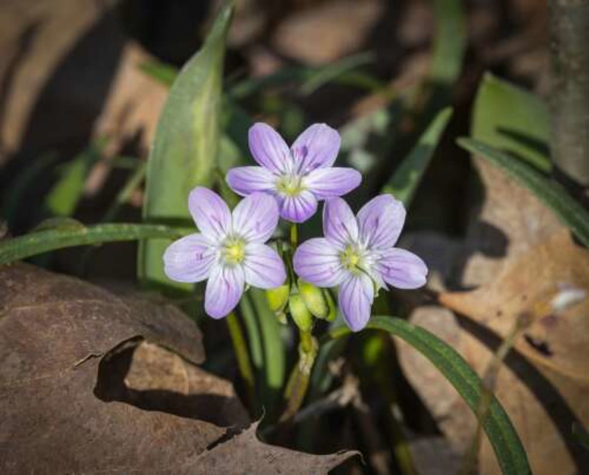 Lake County Volunteers Donate 21,000 Hours to Nature