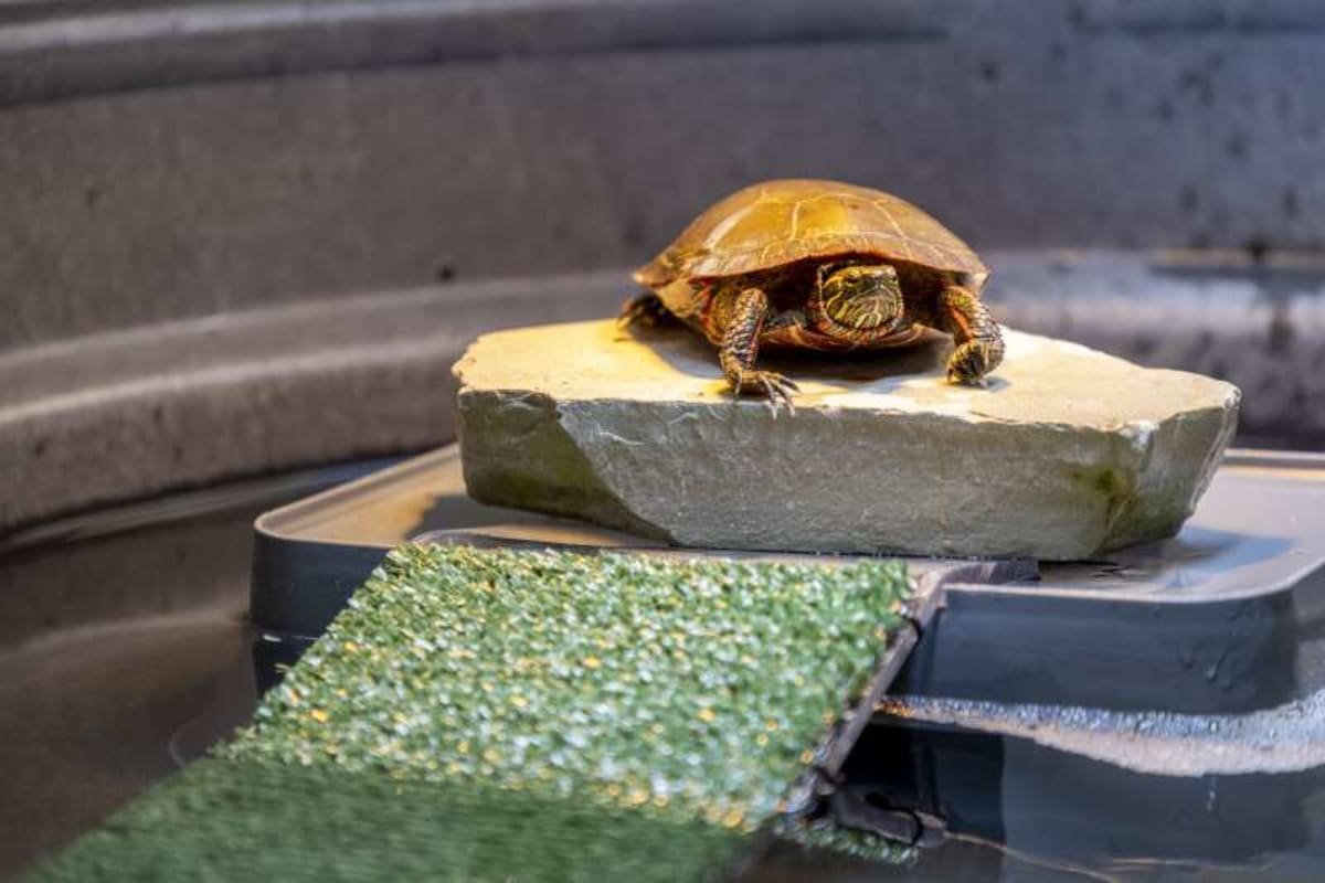 Illinois Unveils Net-Zero Wildlife Hospital Saving 11K Animals - Image 3