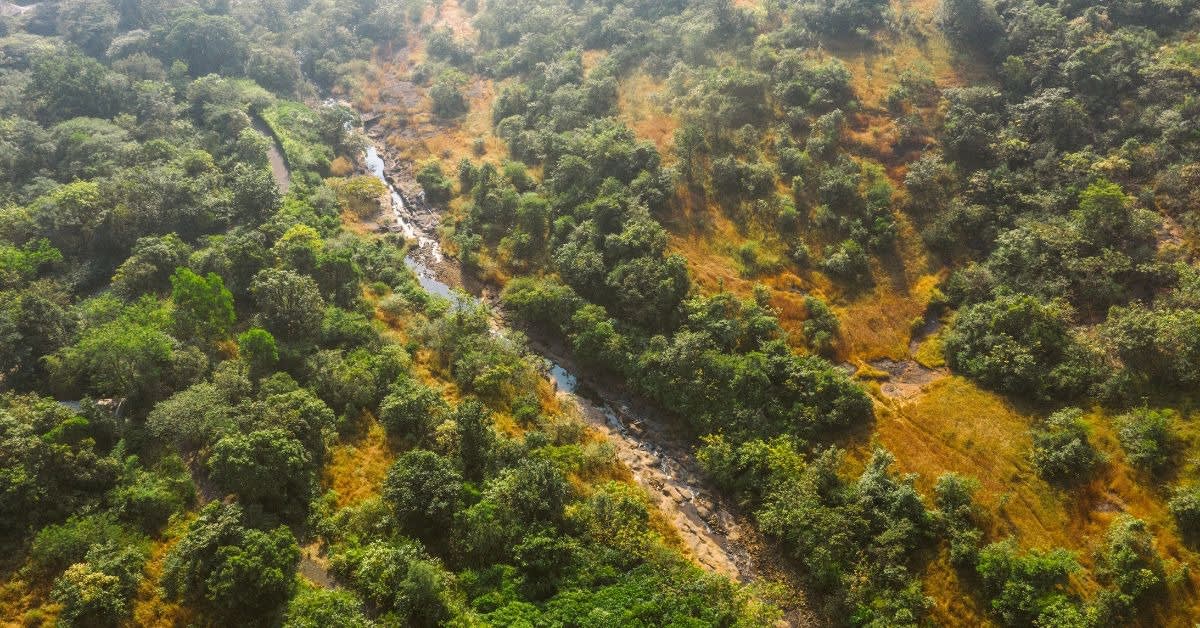 Man Plants One Tree, Grows 235-Acre Green Paradise - Image 4