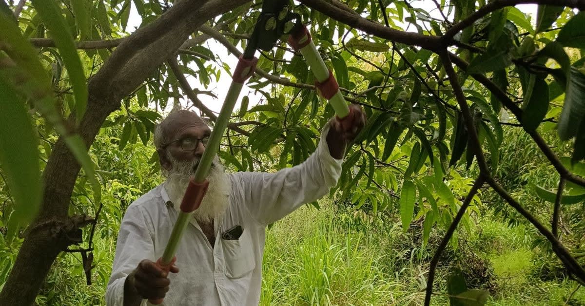 Farmer Revives 200-Year-Old Mango Once Gifted to Royalty - Image 4