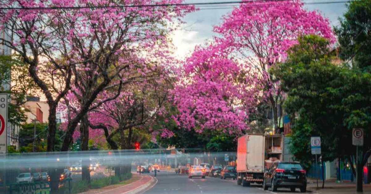 Purple Flower Returns to India After 158 Years - Image 3
