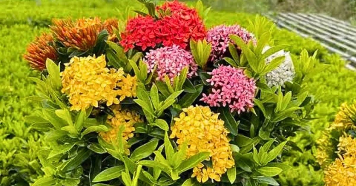 Retired Banker, 68, Grows 200 Plants on Hyderabad Rooftop - Image 4