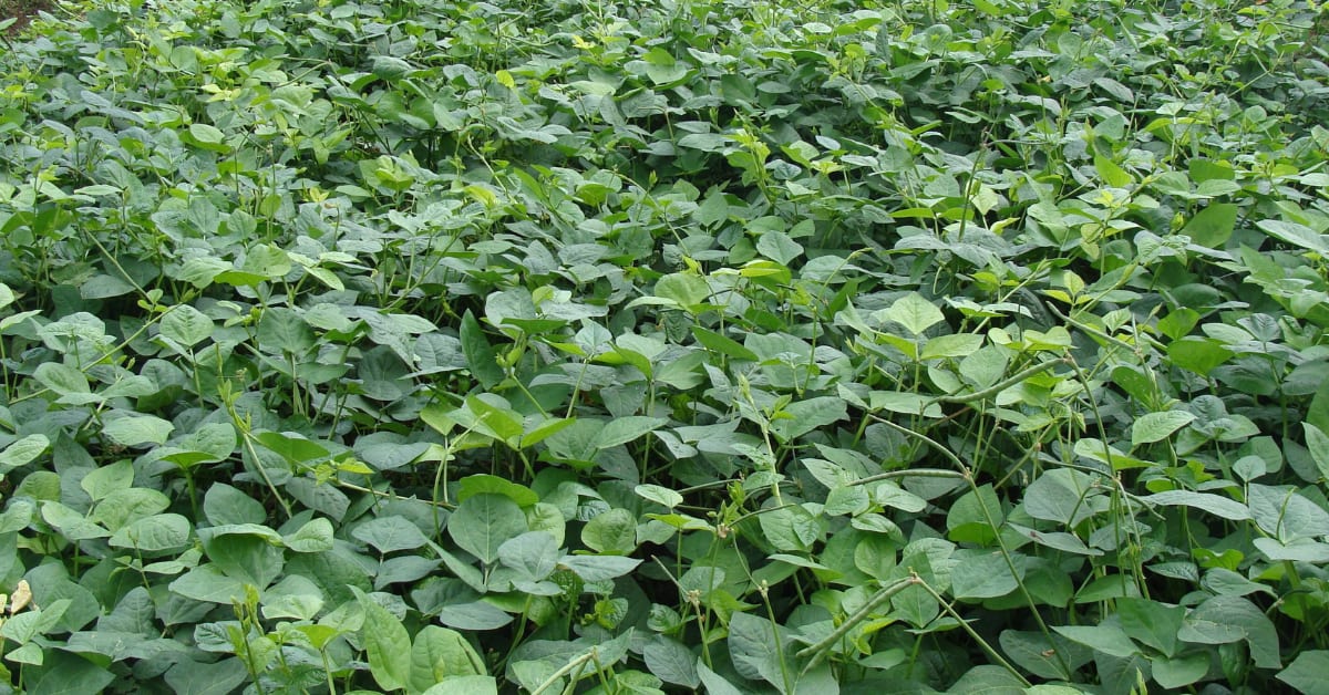 3 Friends Build Hydroponics Empire, Train 35,000 in India - Image 4