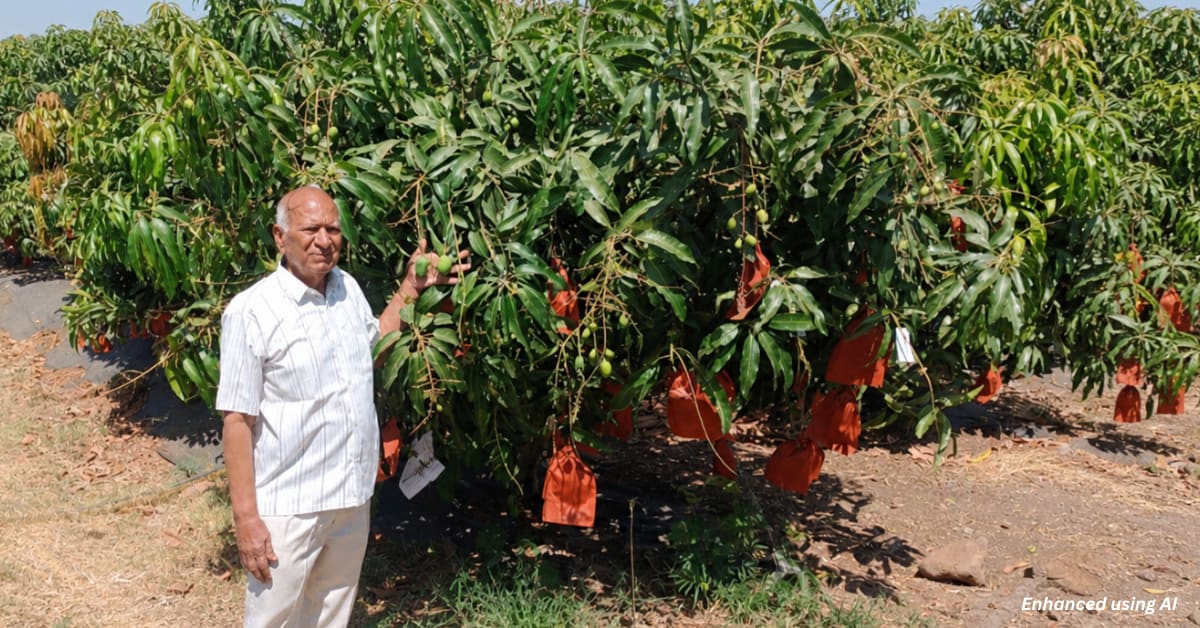 India's Forgotten Jehangir Mango Still Grows in Hidden Orchards - Image 4