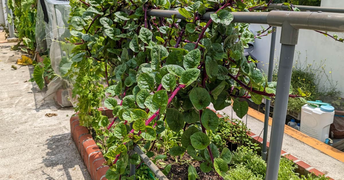 India's Rooftop Gardens Cool Homes 4°C, Feed Families - Image 3