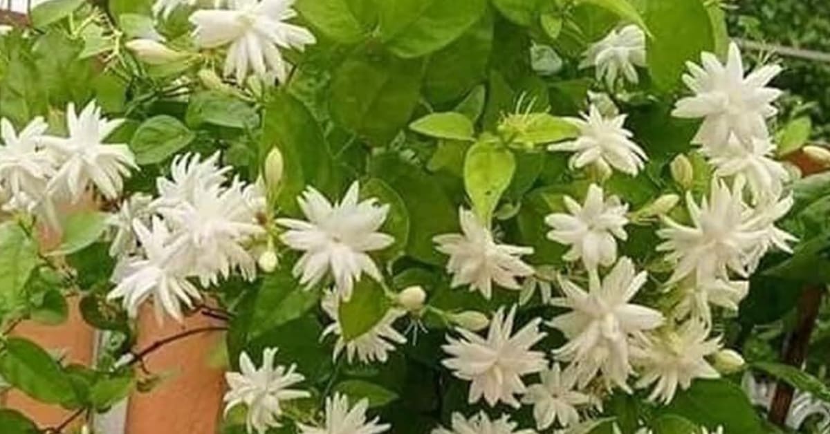Grow Fresh Green Chillies at Home in Just a Few Months - Image 5