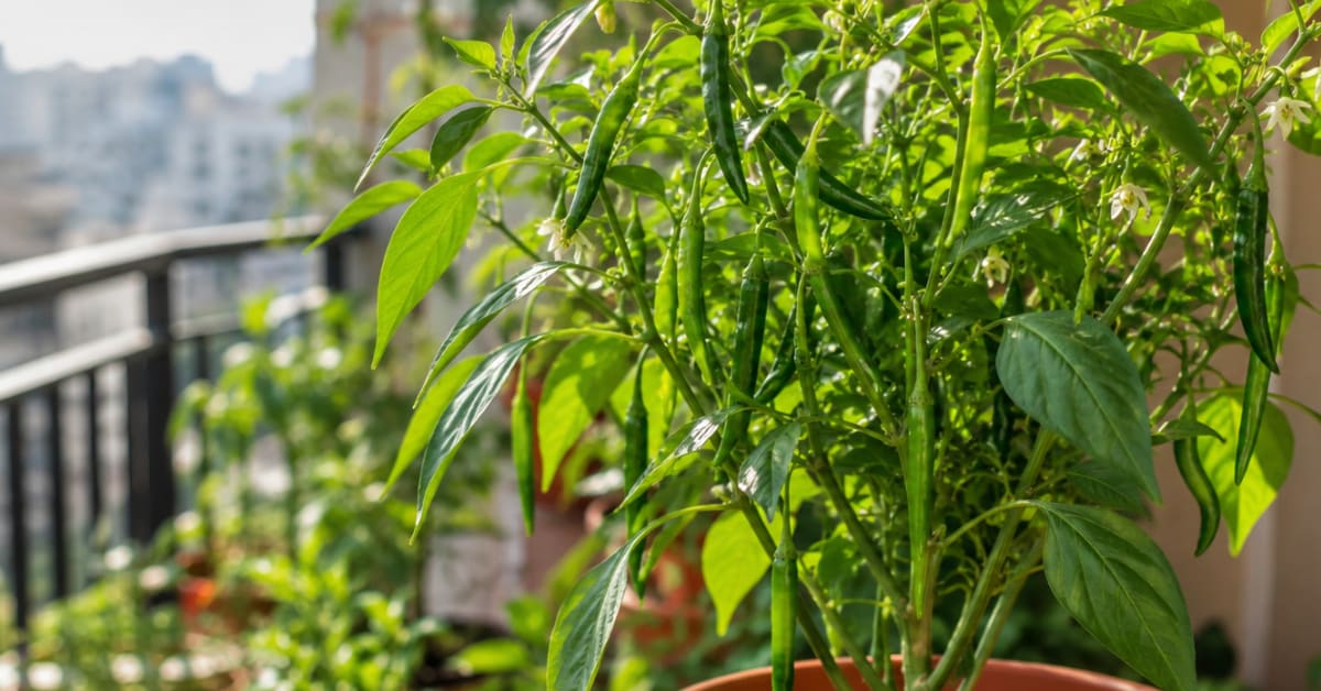 Kerala Engineer Grows 500 Rare Medicinal Plants at Home - Image 5
