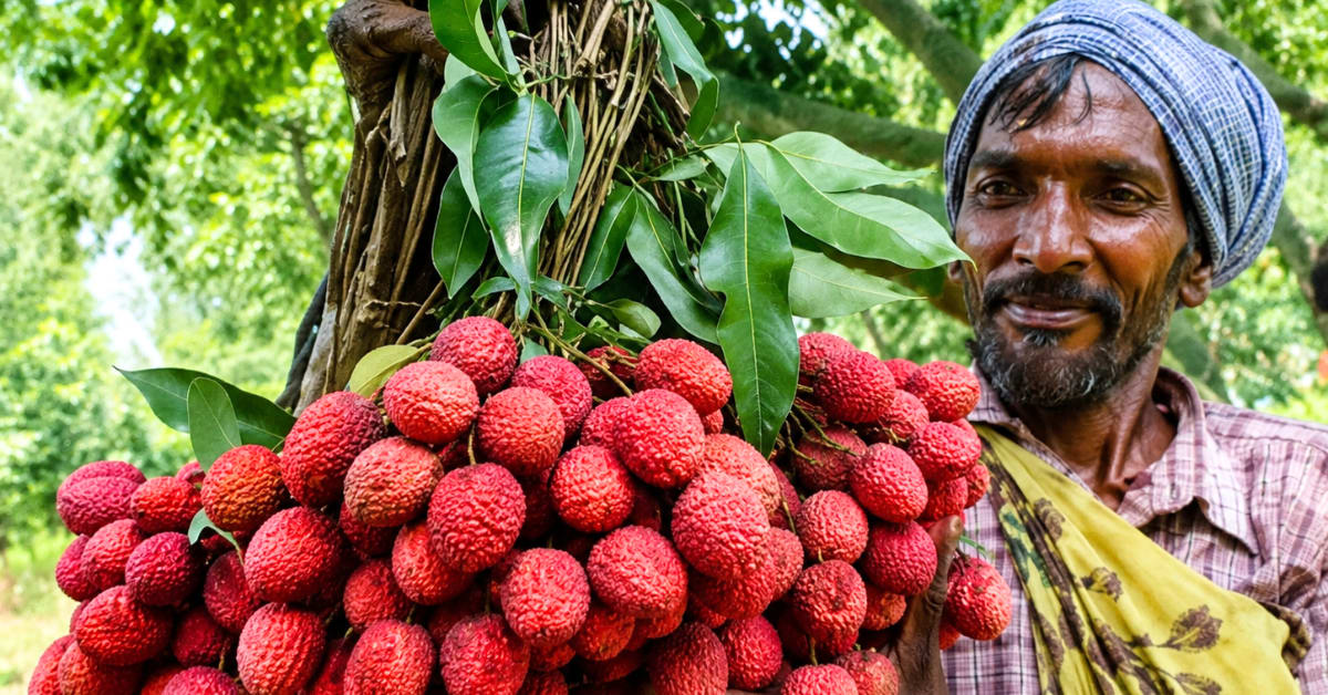 Bengal's Twice-Fruiting Mango Boosts Farmers Year-Round - Image 4