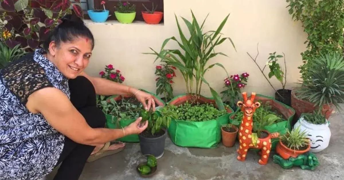 Indian Farmer Makes $14,000 Growing Turmeric at Home - Image 3