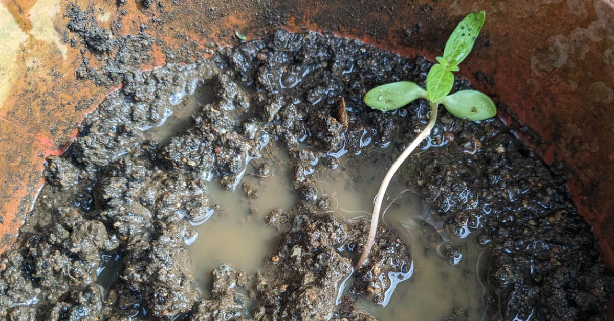 Andhra Gardener Turns Waste Into Soil With Sandwich Method - Image 3