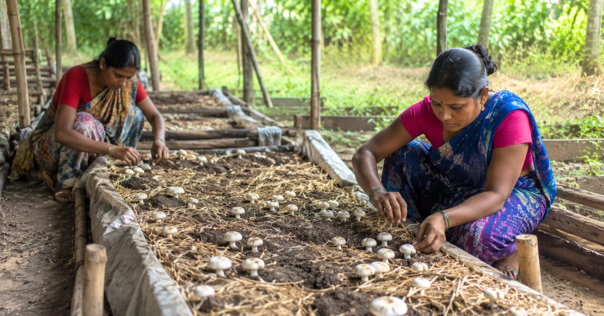 Bhopal Graduate Grows 1,800 Israeli Avocados in India - Image 4