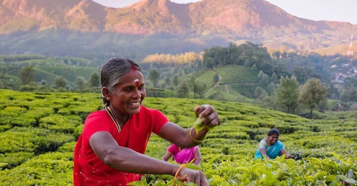 Duo Restores 10 Acres Near Kanha, Creates 6,000-Tree Haven - Image 3