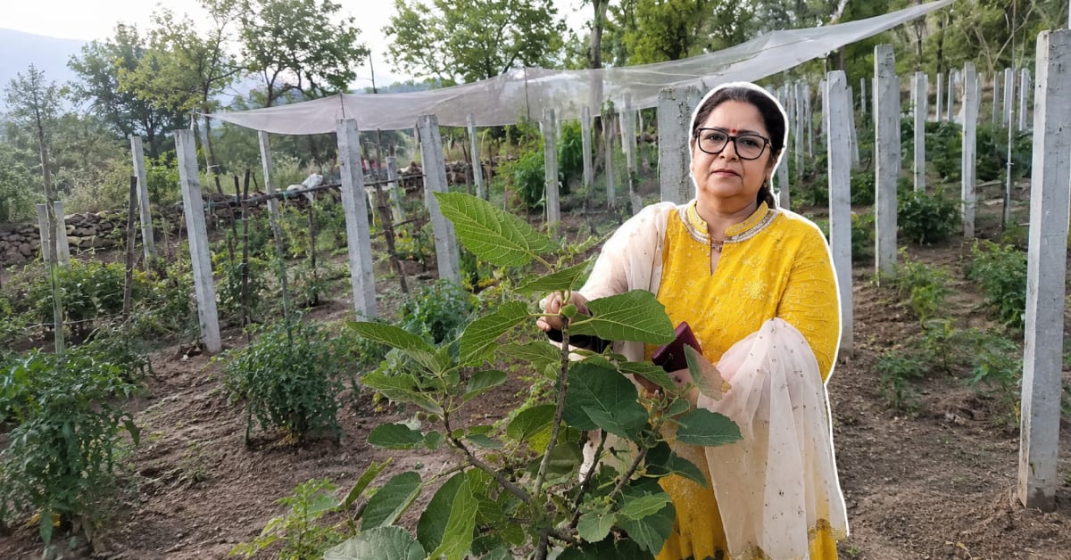 Retired Man Grows 11 Mango Varieties on Single Tree - Image 3