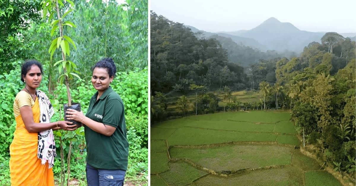 Woman Saves 1,000 Rice Varieties, Helps 30,000 Farmers - Image 3