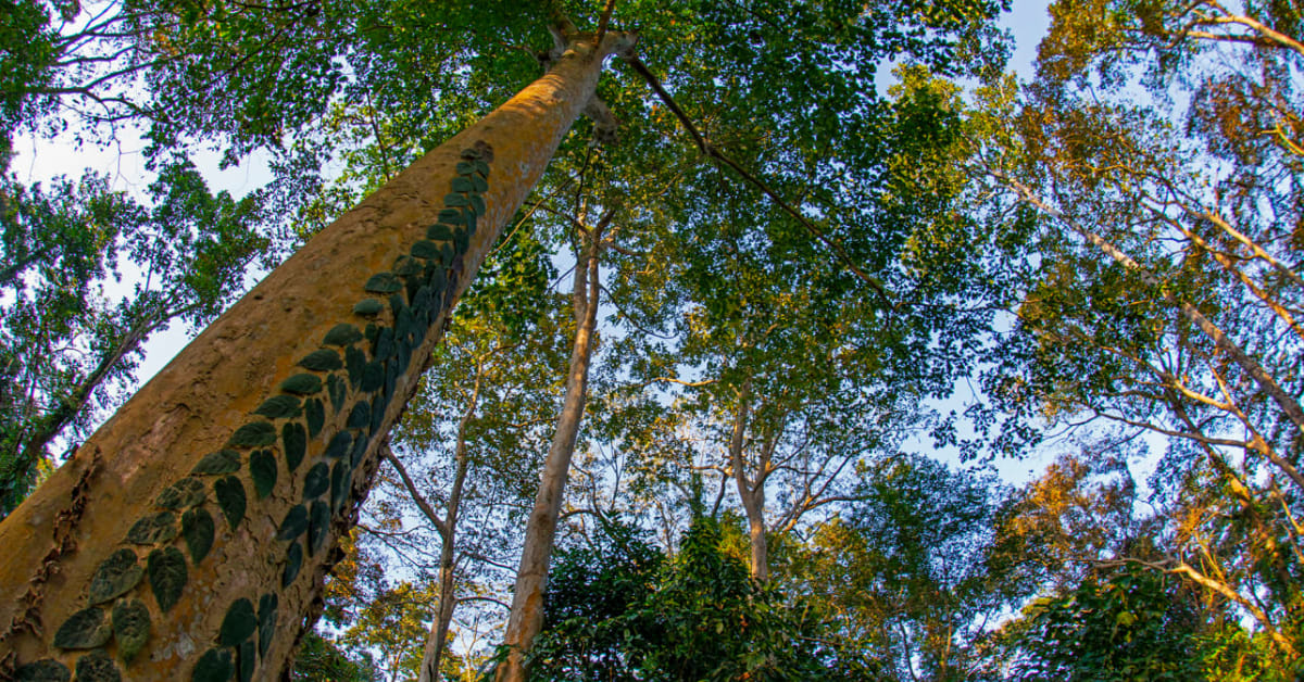 India's Glowing Forests Light Up After Dark in the Monsoon - Image 3