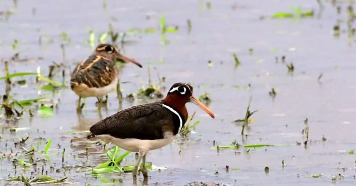 Shade-Grown Coffee Saves Birds, Bees & Wildlife in India - Image 3