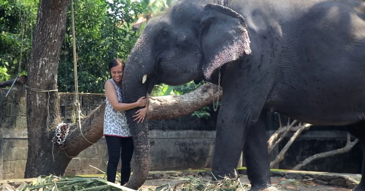 K9 Leon Retires After 8 Years Protecting Assam Wildlife - Image 4