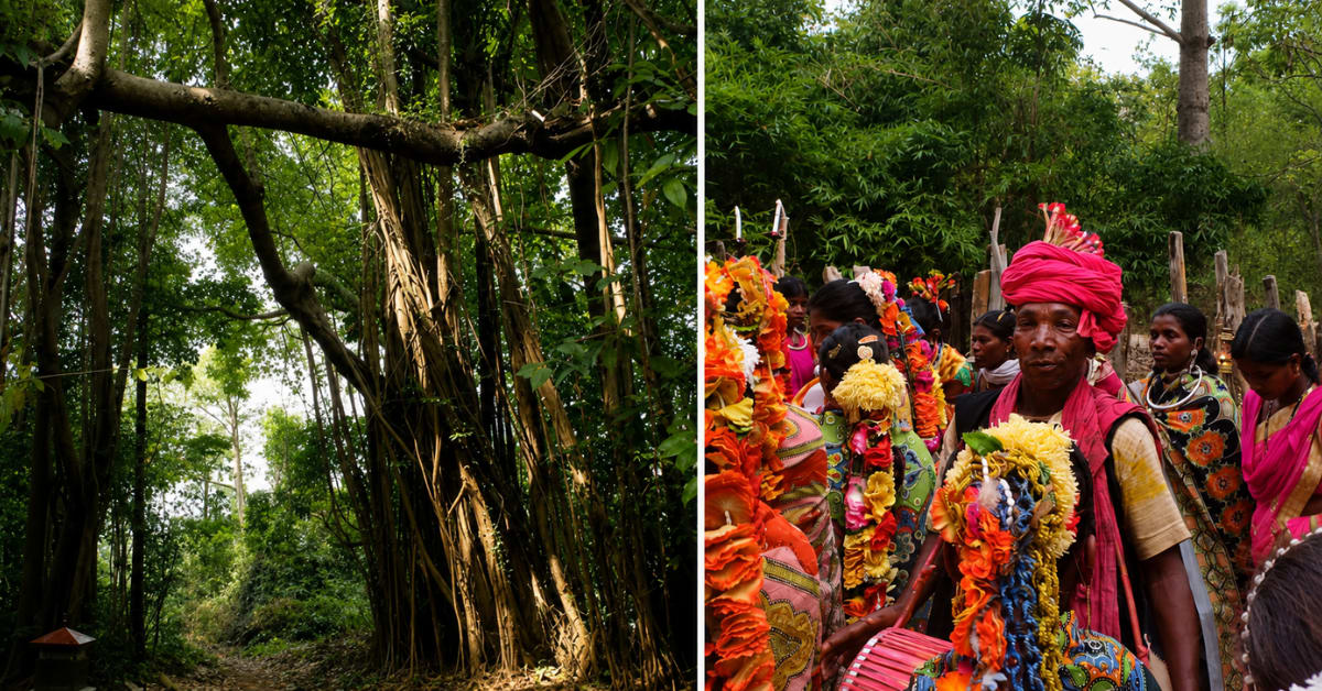 Sikkim's Singing Forest Gets Official Recognition - Image 3