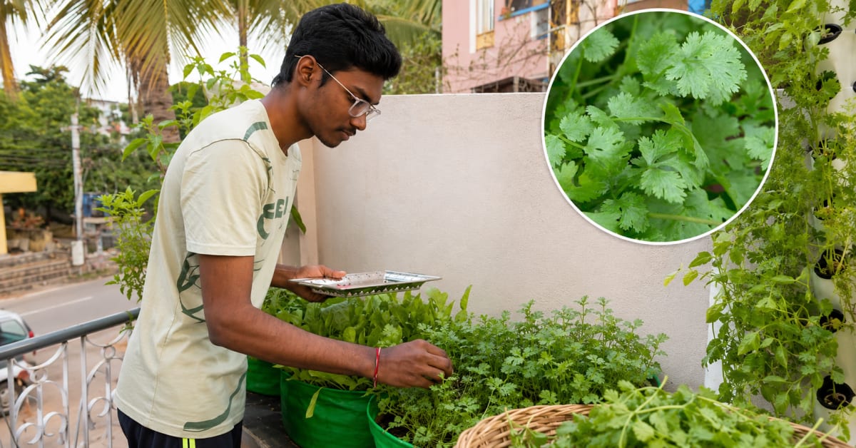 Retired Delhi Officer Grows 1,000 Plants in City Heat - Image 3