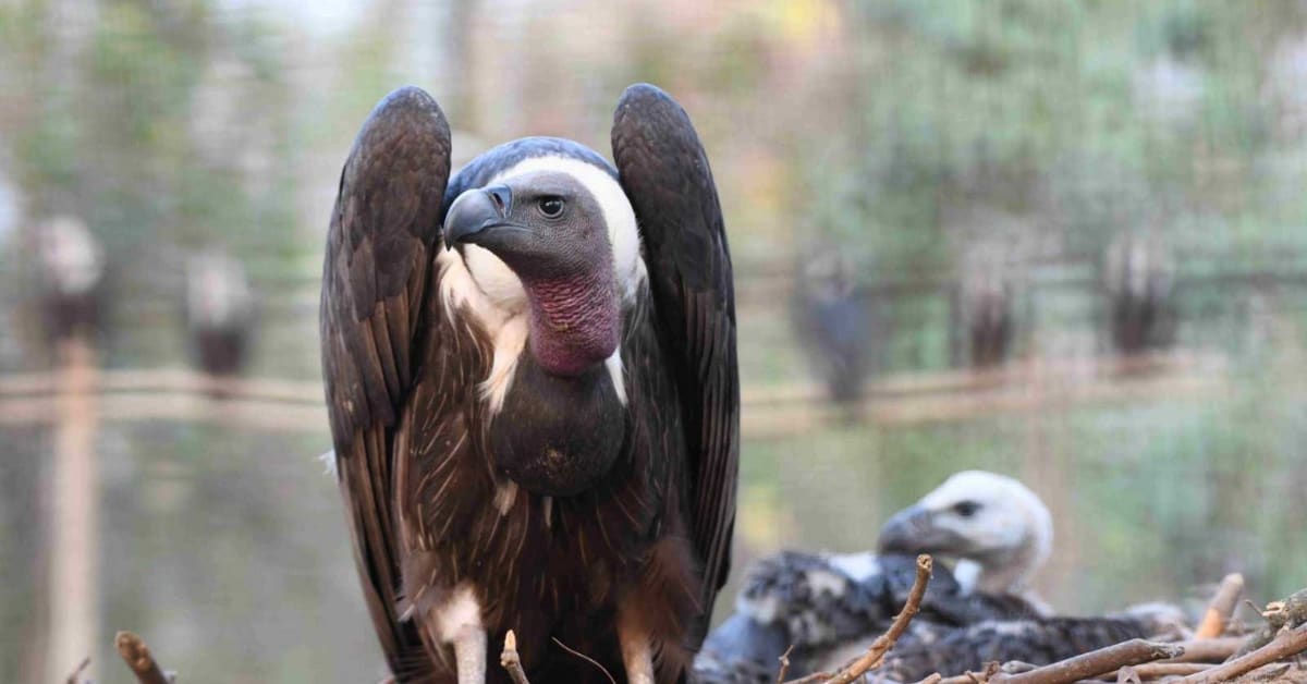 Air Force Doctor Captures All 9 of India's Rare Vultures - Image 4