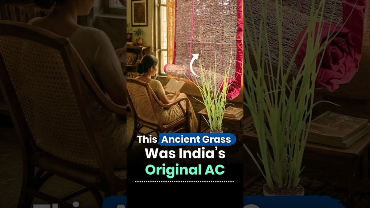 Delhi Home Stays 10°C Cooler Without AC for 40 Years - Image 4