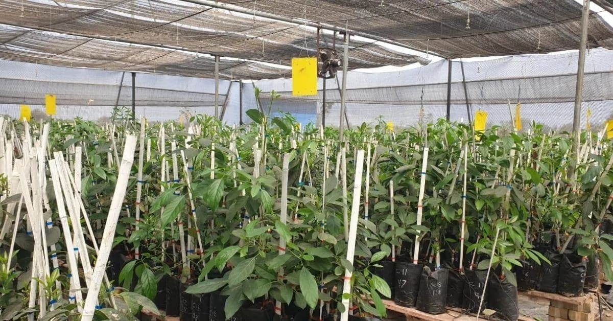 Bhopal Graduate Grows 1,800 Israeli Avocados in India - Image 5